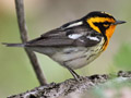 Blackburnian Warbler